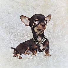 LITTLE DOG'S FARM : ชิวาวาขนสั้น สีช็อคโกแลตตัวเล็กๆ น่ารักๆ ขี้อ้อน กทม.