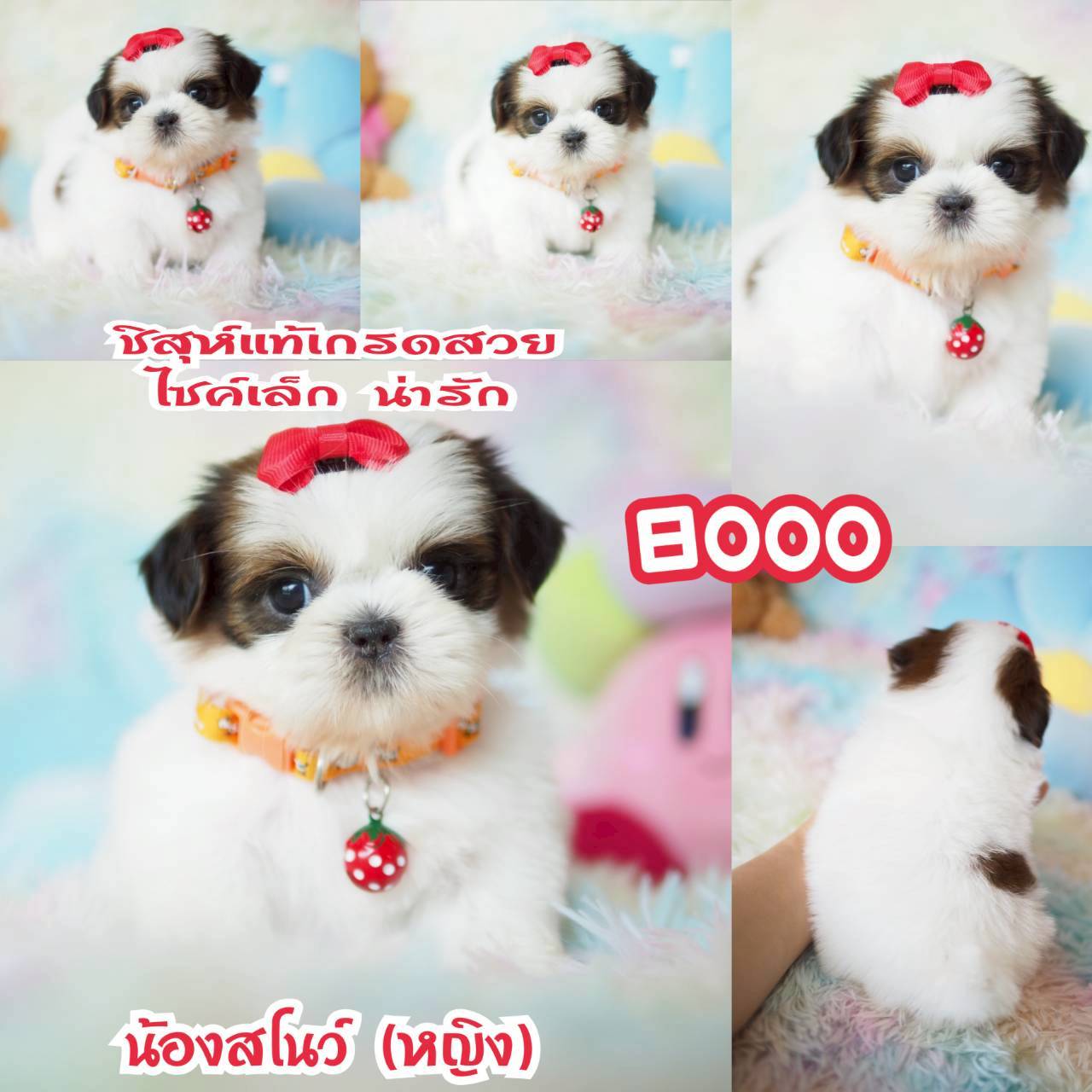 ❤️บ้านกิ๊ฟซ่า ขาสั้นๆ