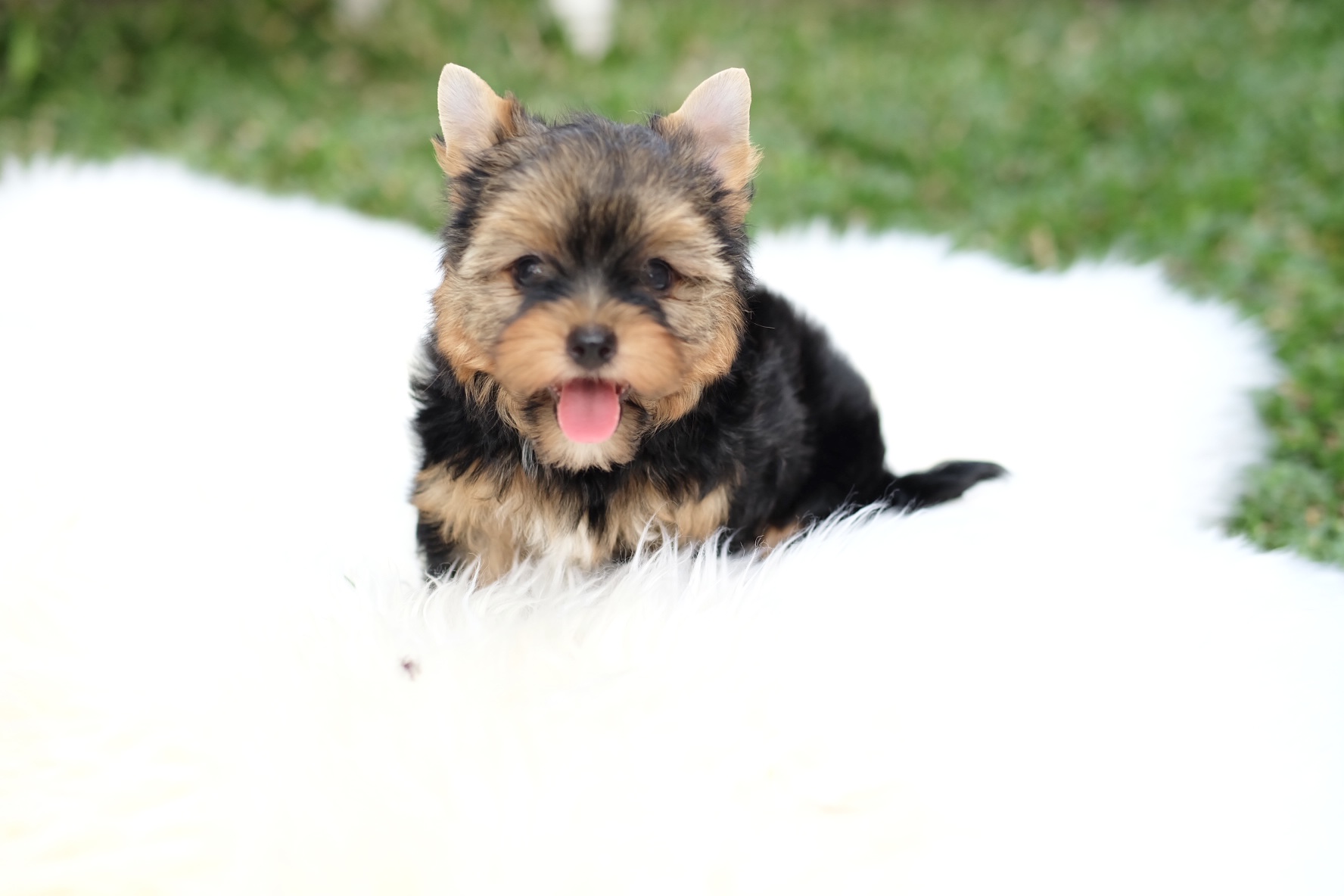 ยอร์คเชียร์ เทอเรีย