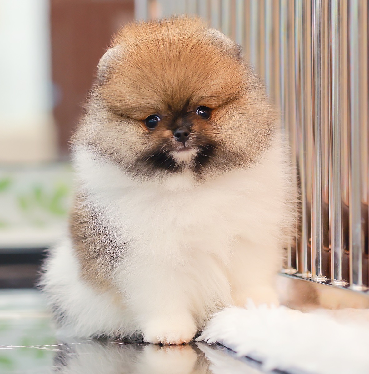 ปอมแท้ ปอมเมอเรเนียน HRF-26221 เพศหญิง สีปาร์ตี้ อายุ 2 เดือน หน้าตาน่ารัก ขาสั้...