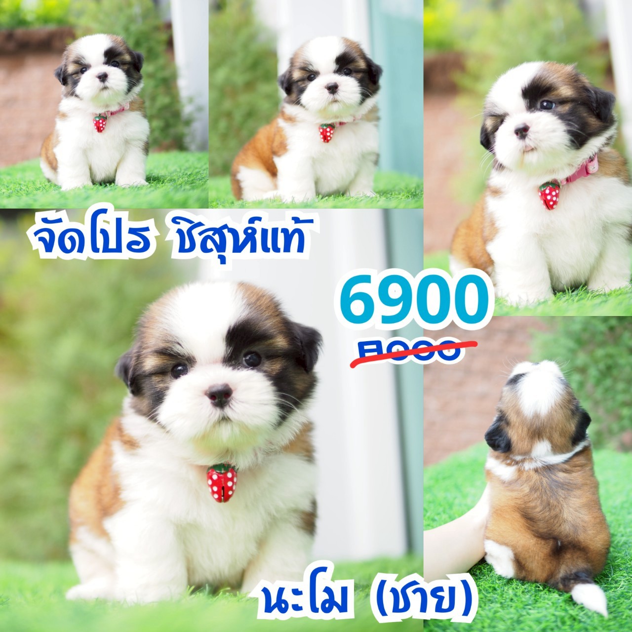 ชิสุห์แท้ กิ๊ฟซ่า