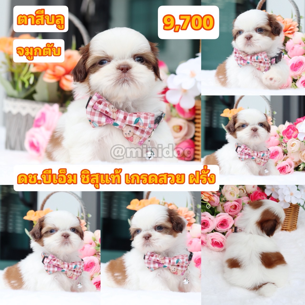 ชิสุแท้เกรดสวย