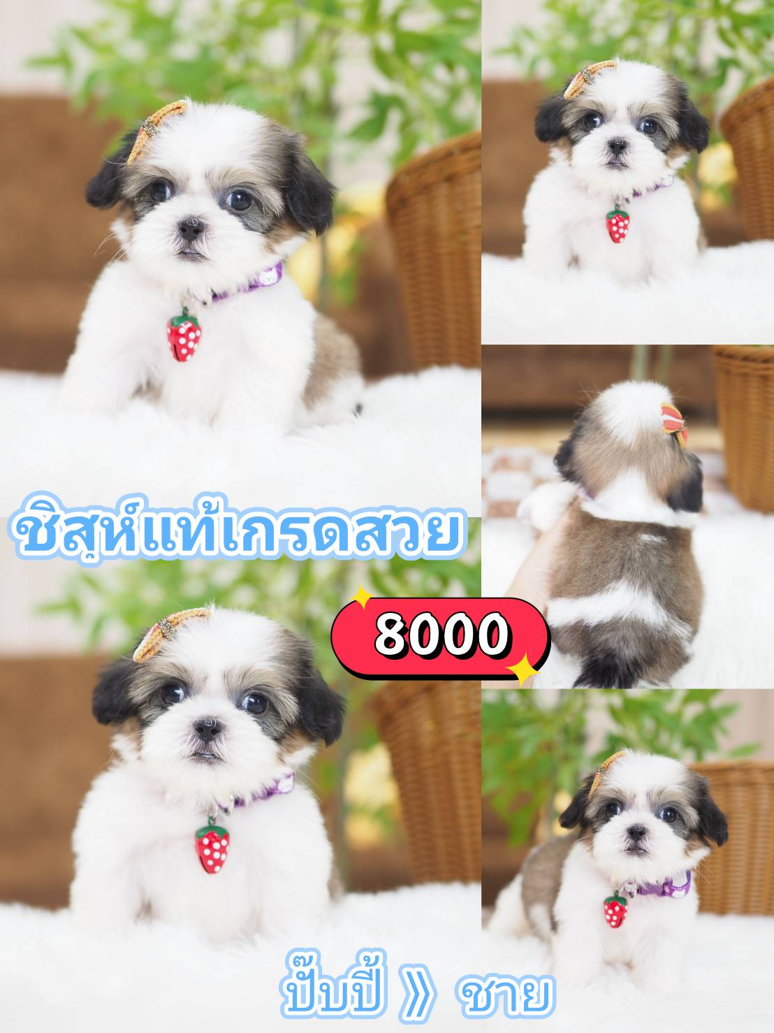 ชิสุห์เกรดสวย