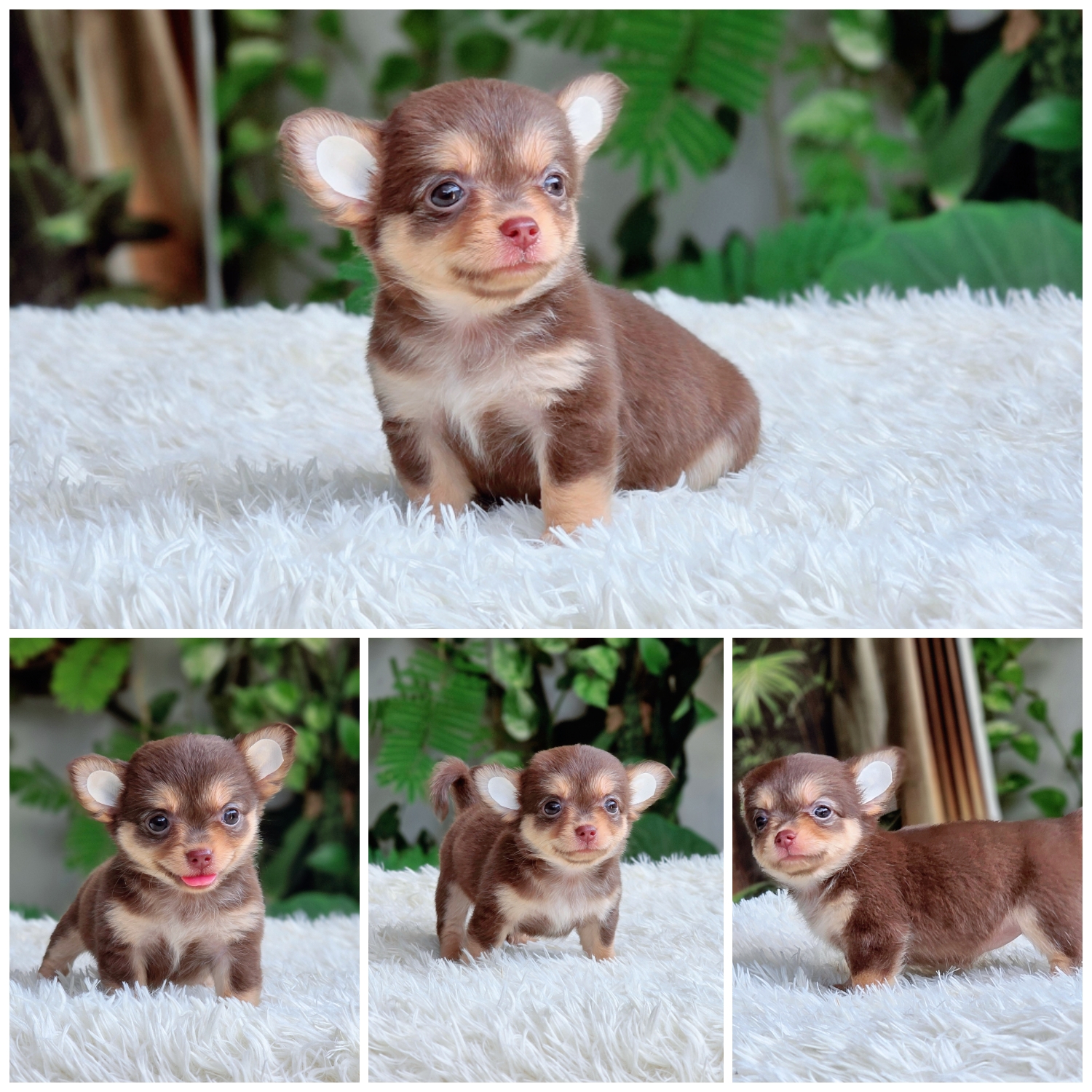 ชิวาวาสีช็อค