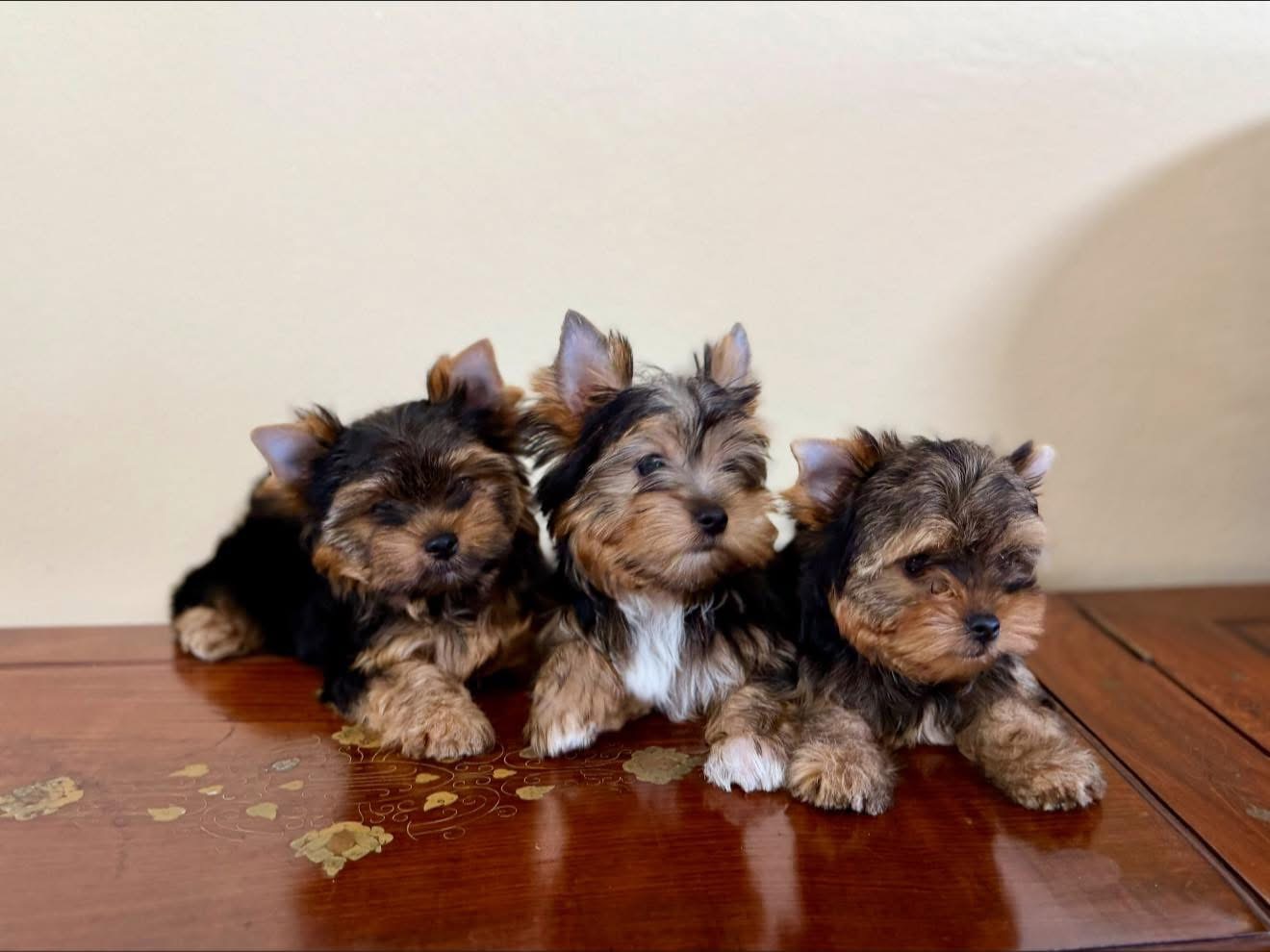 ยอร์คเชียร์ไซด์ทอยและทีคัพ