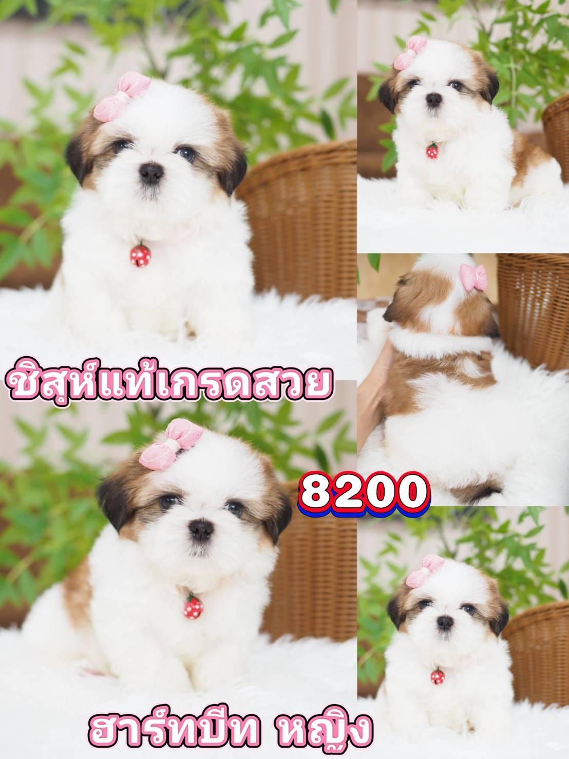 ชิสุแท้