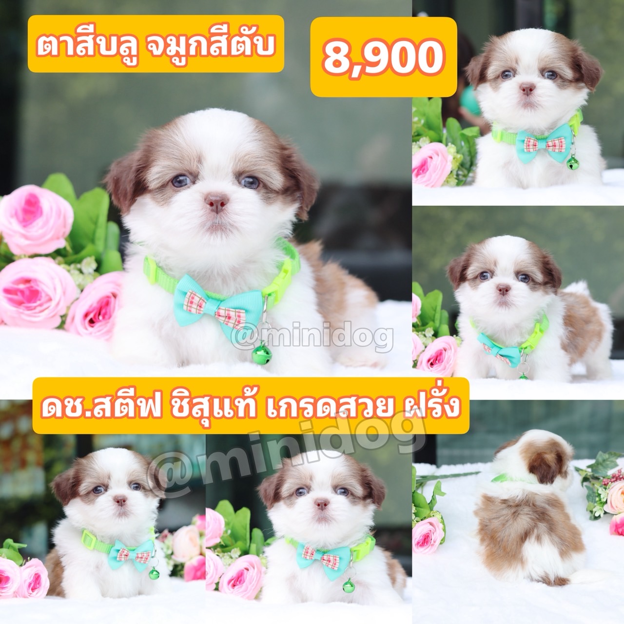 ชิสุแท้เกรดสวย