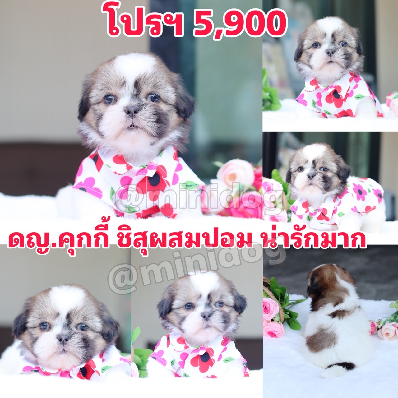 ชิสุผสมปอม