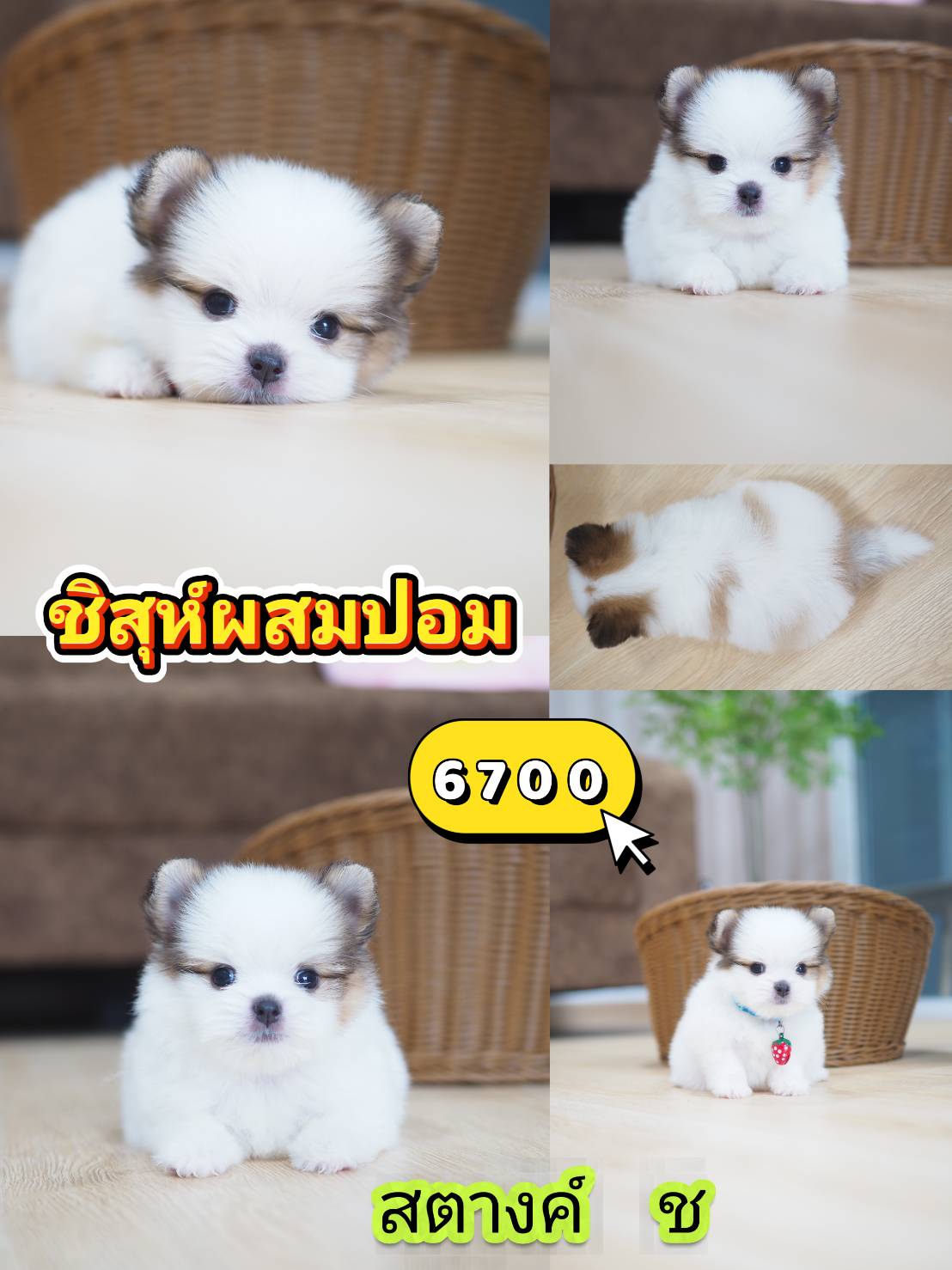 Shihtzu
