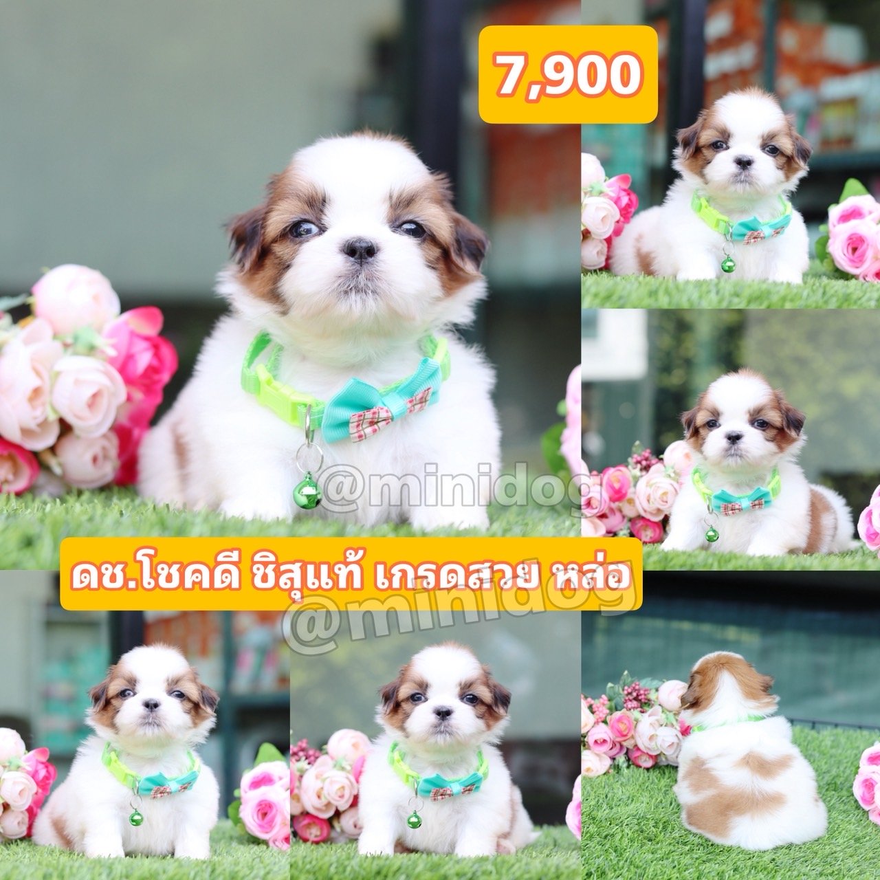 ชิสุแท้เกรดสวย