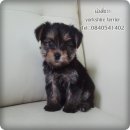 น้องโซวา ยอร์คเชีย เทอร์เรีย เกรดคุณภาพเปิดจำหน่ายแล้วครับ