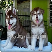 ไซบีเรียน สายขนยาว เกรดคุณภาพเพศเมัย ตาฟ้าเปิดจำหน่ายครับ