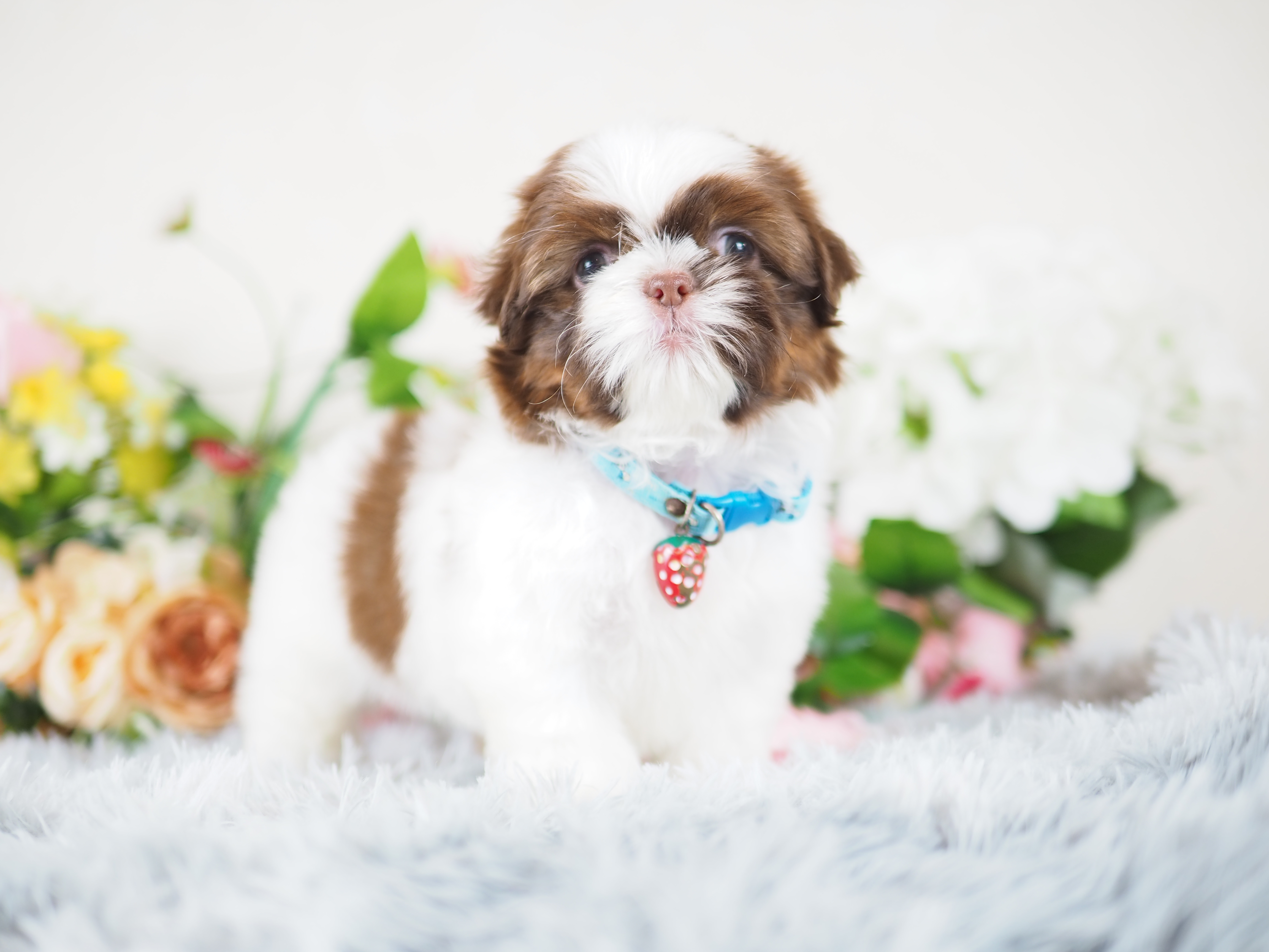 Shihtzu kibzaa