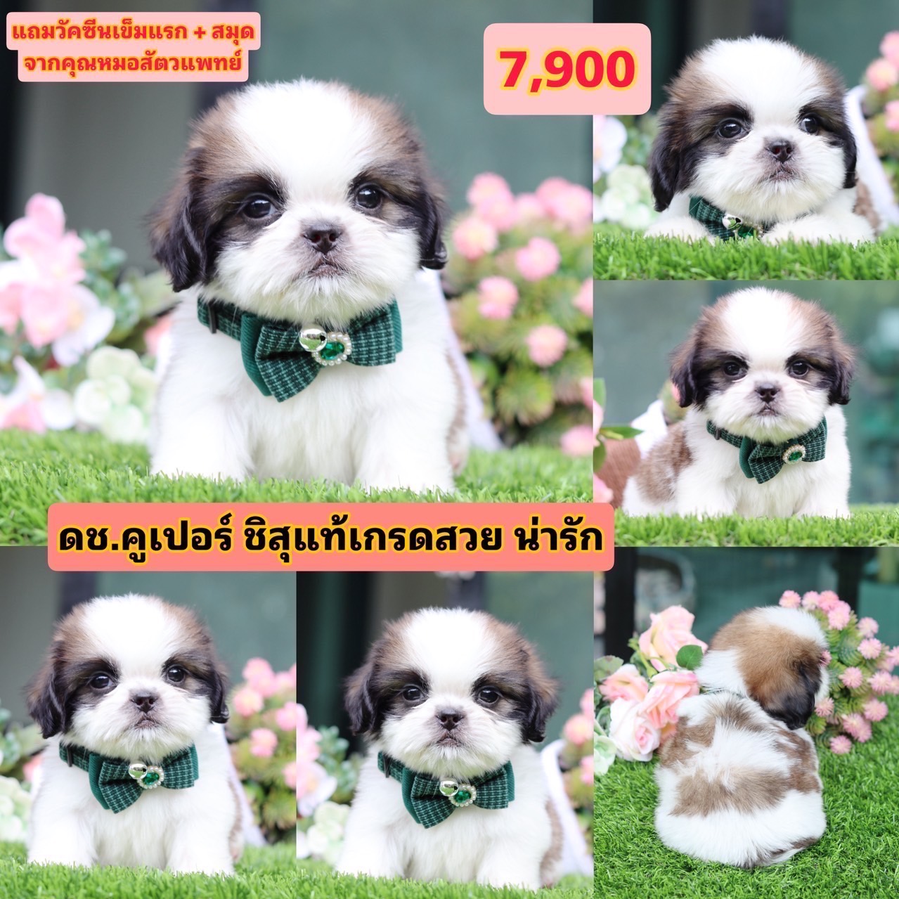 ชิสุแท้เกรดสวย