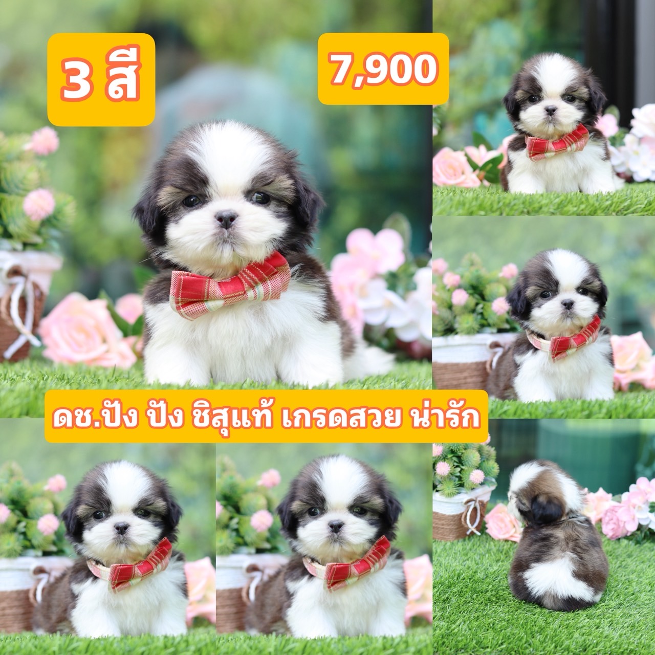 ชิสุแท้เกรดสวย