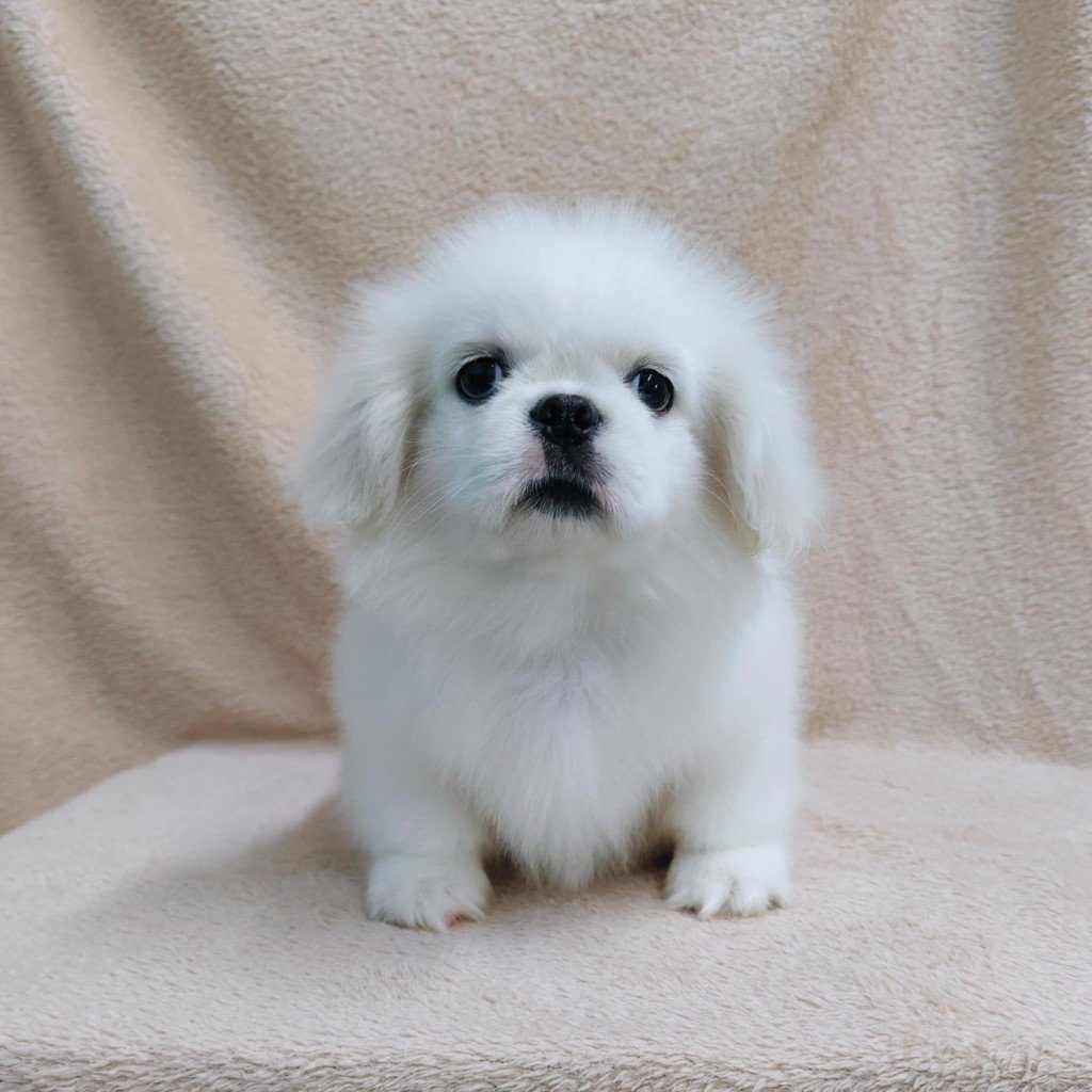 ปักกิ่งแท้ กทม.ขับรถส่งเอง idline::happyshihtzu4289