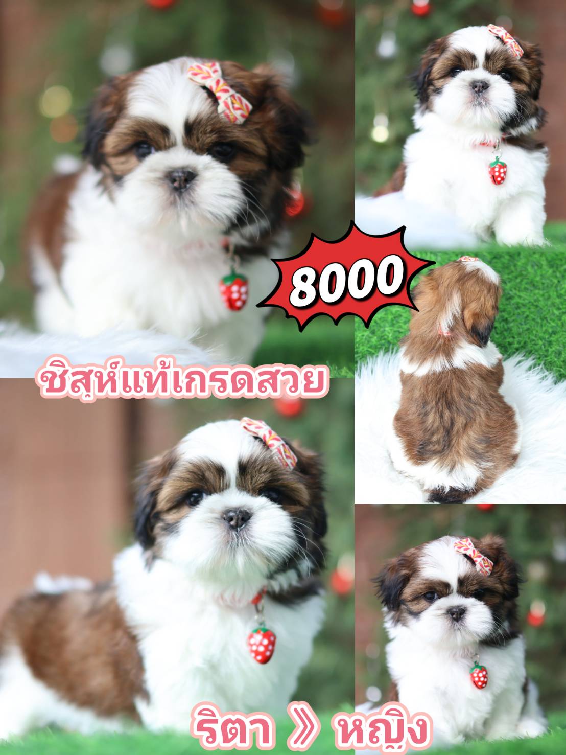 Kibzaa shihtzu