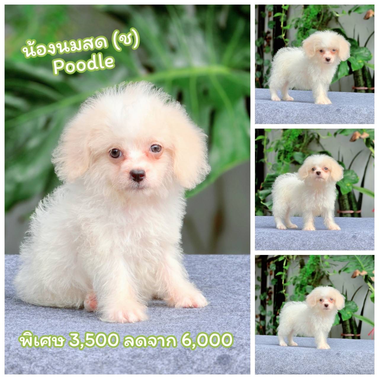 พุดเดิ้ลแท้เพศผู้อายุสองเดือนกว่าพร้อมย้ายบ้าน