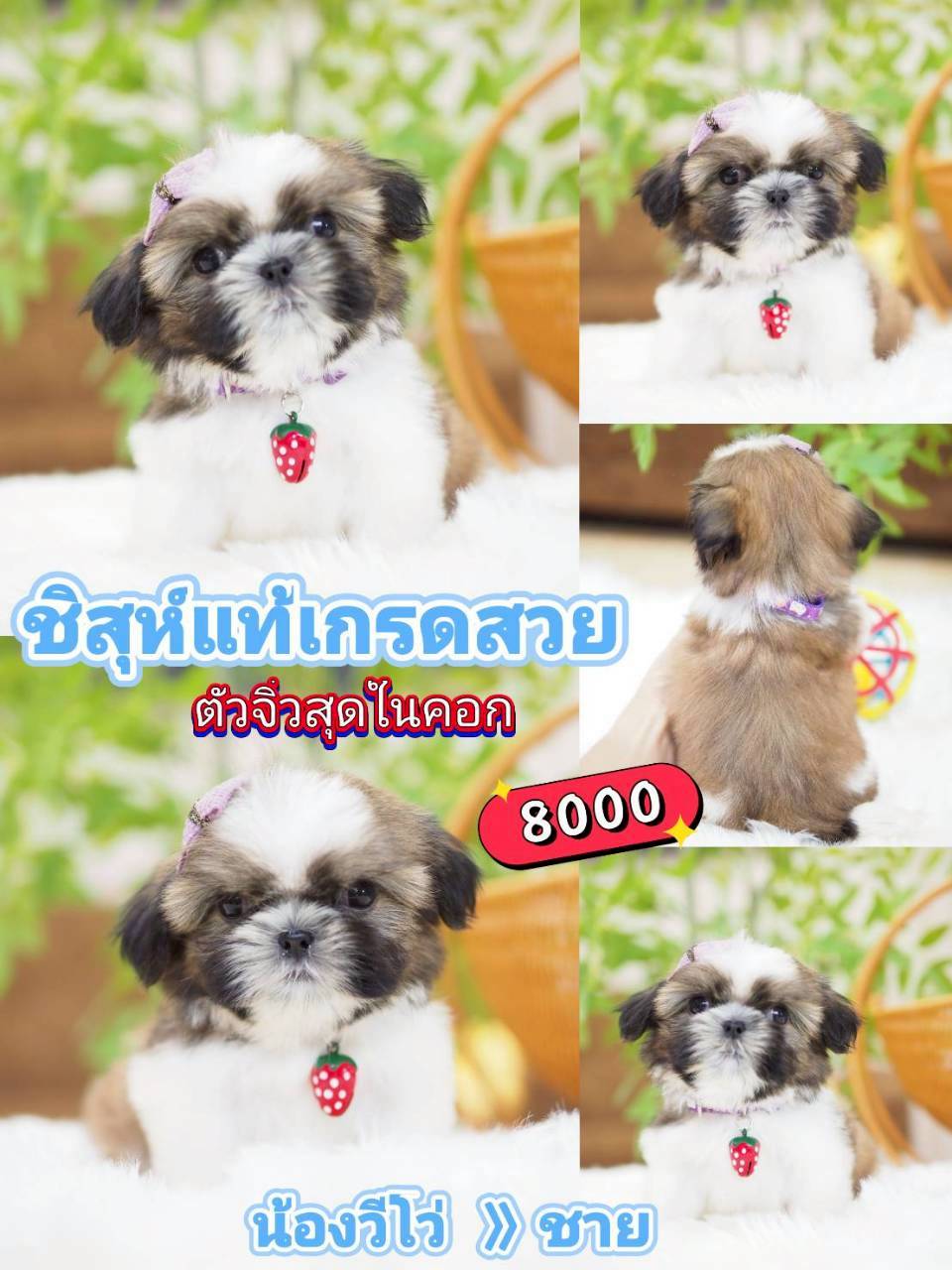 กิ๊ฟซ่าชิสุ ลดได้ จร้า