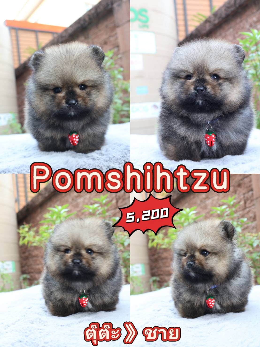 Pomshihtzu