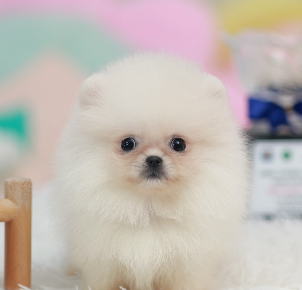 ปอมหน้าหมี ปอมแท้ ปอมเมอเรเนียน HRF-36819  เพศชาย สีครีม อายุ 2 เดือน ตัวเล็ก ขา...