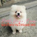 LITTLE DOG'S FARM ปอมเมอเรเนียน สีขาว ขนแน่น น่าตาน่ารัก ขี้เล่นแข็งแรงมากๆค่ะ อ...