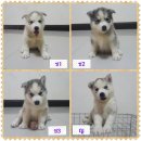 เปิดจองไซบีเรียนชุดใหม่เกรดคุณภาพคับ อายุ 40 วัน พร้อมย้ายบ้านคับ มีช3ญ1 ตาฟ้าคู...