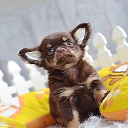 ★^-^*★ WWW.WOWWCHIHUAHUA.COM ★^-^*★." น้องลูกพีช" ชิวาวาเพศเมีย ขนยาว...