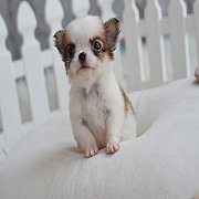★^-^*★ WWW.WOWWCHIHUAHUA.COM ★^-^*★." น้องคิตแคต" เพศเมียขนยาว สีขาวน้...