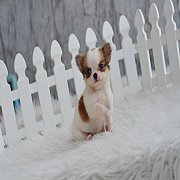 ★^-^*★ WWW.WOWWCHIHUAHUA.COM ★^-^*★." น้องคิตตี้" เพศเมีย ขนยาว สีขาวน...