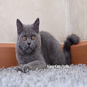 SOLD พร้อมย้ายบ้าน น้องมะม่วง เพศหญิง สีบลู ตาสี Copper