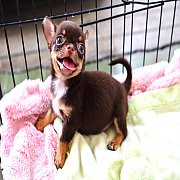 "ด.ช.น้องถั่ว" ขนสั้นเพศผู้สีชอคแทนหน้าสั้น น่ารักมาก