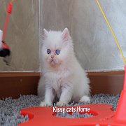  เปิดขาย พร้อมย้ายบ้าน   Exotic long hair (ขนยาว) เพศชาย สีขาว ตาสีฟ้า ฟ้าาา