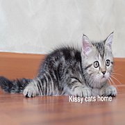 ลูกแมว พร้อมย้ายบ้าน เพศเมีย บราวแท็บบี้