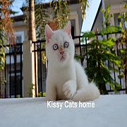 ลูกแมว Exotic sh (ขนสั้น) หิมาลายัน ตาสีฟ้า เพศชาย 