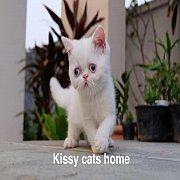  Exotic shorthair (ขนสั้น) เพศเมีย สีขาว ตาสีฟ้า อายุ 2 เดือน 