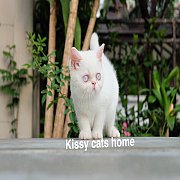  Exotic shorthair (ขนสั้น)  เพศเมีย สีขาว ตาสีฟ้า อายุ 3 เดือน