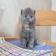 เอ็กซ์โซติก ขนสั้น exotic shorthair สีบลูครีม เพศหญิง 