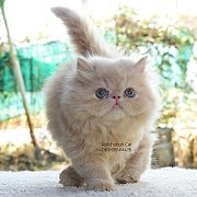ลูกแมวเปอร์เซีย