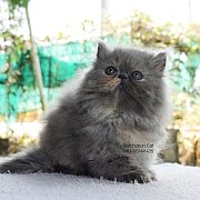 ลูกแมวเปอร์เซียหน้าบี้