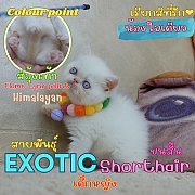 เด็กหญิง ลูกแมวเอ็กโซติกช็อตแฮร์ หิมาลายัน Exotic shorthair colour point Flame l...