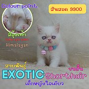 น้องใจเดียว เด็กหญิง ลูกแมวเอ็กโซติกช็อตแฮร์ หิมาลายัน Exotic shorthair colour p...
