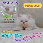 น้องร่ำรวย เด็กชาย ลูกแมวเอ็กโซติกลองแฮร์ หิมาลายัน Exotic longhair (colour poin...