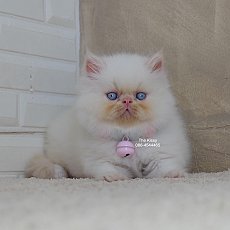 น้องทองฟู Exotic Longhair เอ็กซ์โซติกขนยาว สีหิมาลายัน เฟรมพ้อย (แต้มสีส้มทอง) ต...