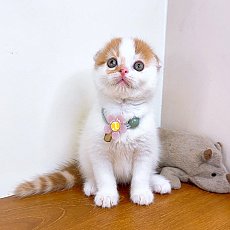 แมวสก๊อตติสโฟร์ สายพันธุ์แท้ คุณภาพ