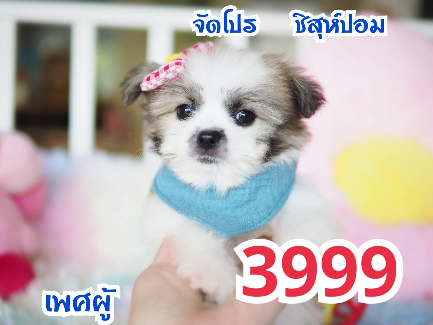 ชิสุปอม