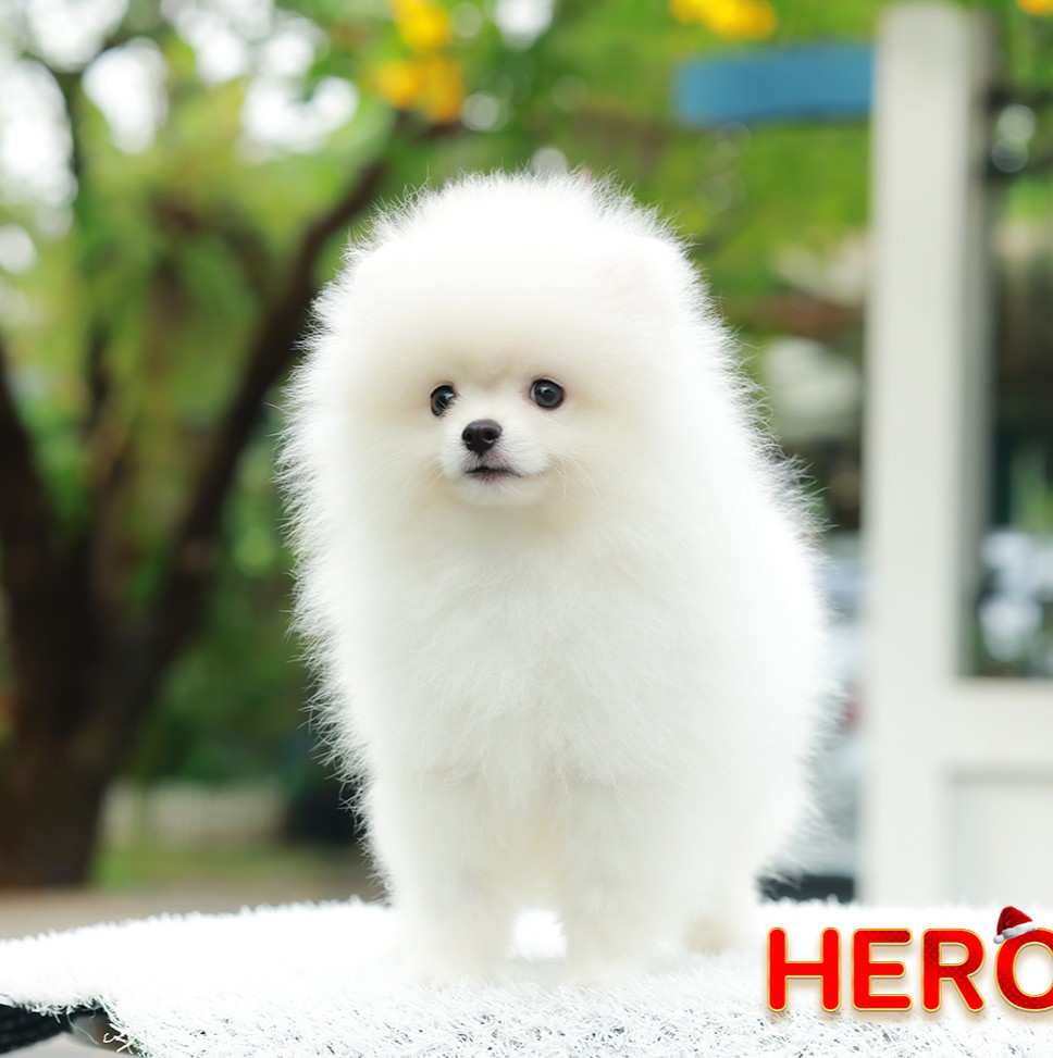 ปอมแท้ ปอมหน้าหมี HRM-10399 เพศชาย สีขาว อายุ 2 เดือน ขนแน่น ขาใหญ่ กินเก่ง หน้า...