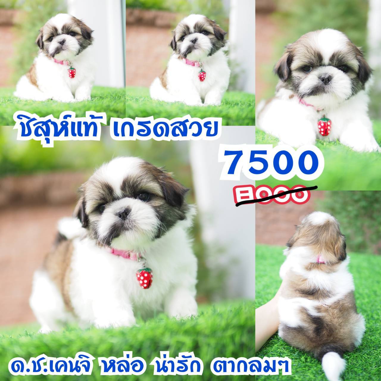 ชิสุห์แท้ กิ๊ฟซ่า
