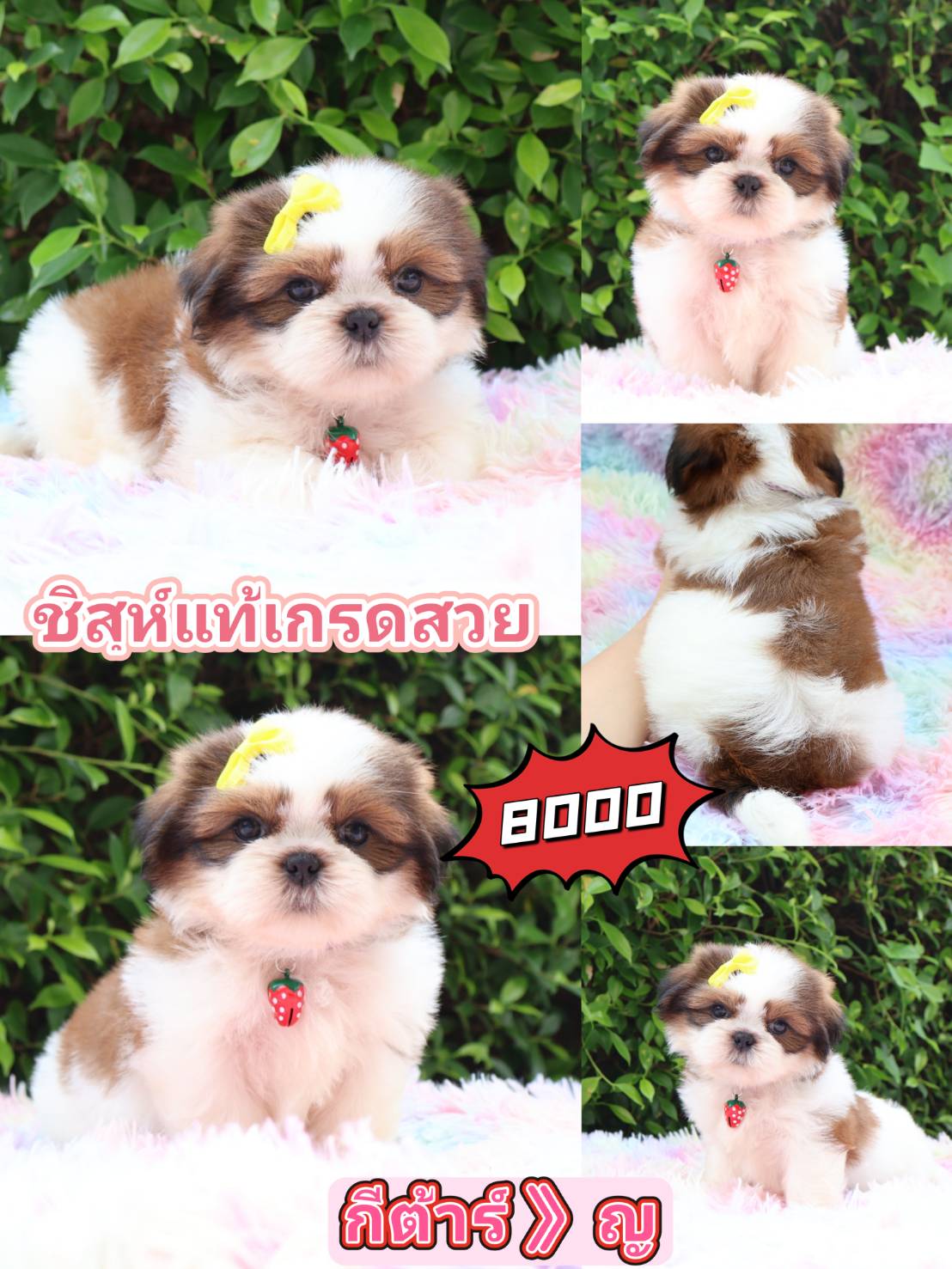 SHIHTZU KIBZAA