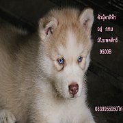 ขาย ไซบีเรียน ฮัสกี้,  กทม  มารับเองลดได้ครับ มีใบเพตดีกีรับลอง